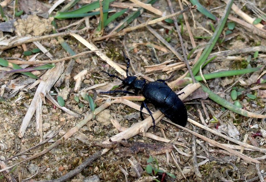 Meloe proscarabaeus - közönséges nünüke