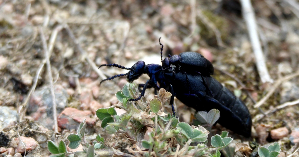 Meloe proscarabaeus - közönséges nünüke