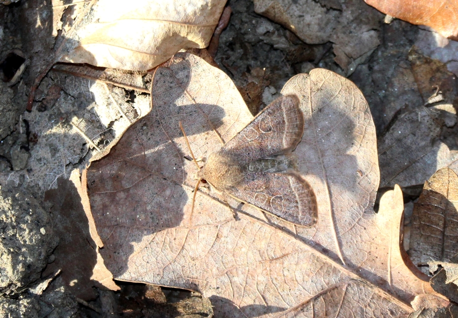 Orthosia cerasi - közepes barkabagoly