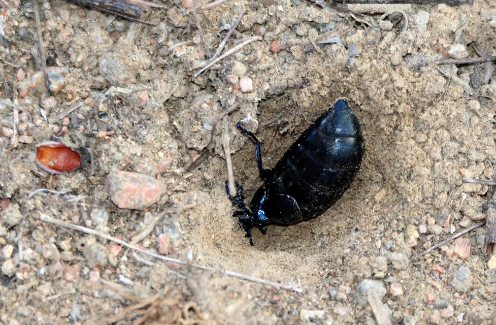 Meloe proscarabaeus - közönséges nünüke