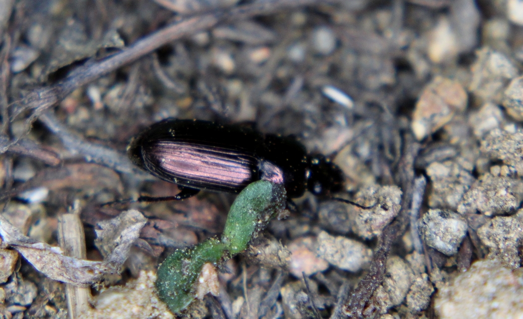Harpalus distinguendus - mezei lomhafutó