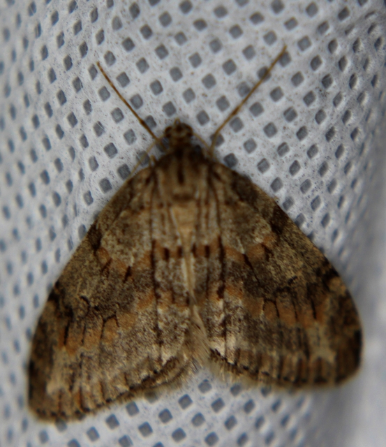 Trichopteryx polycommata - kőrisfa-lebenyesaraszoló