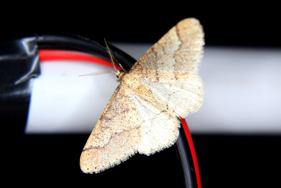 Agriopis marginaria - sárgás téliaraszoló