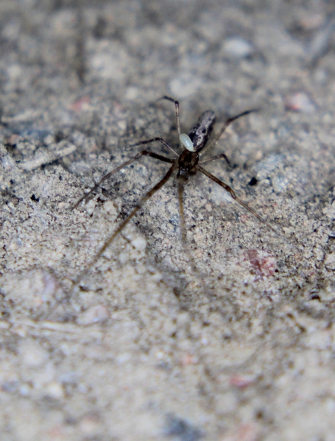 Tetragnatha