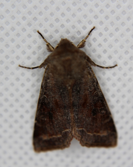 Orthosia incerta - változékony barkabagoly