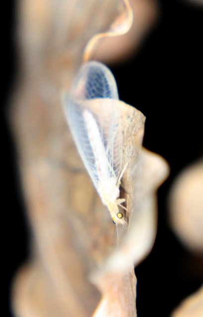 Chrysopidae - zöldfátyolkák