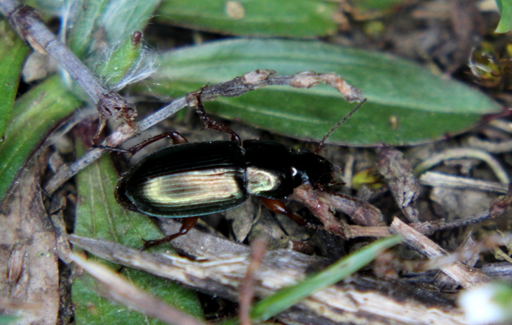 Harpalus affinis - szőrösszárnyú lomhafutó