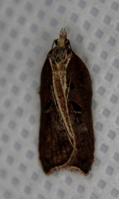 Acleris cristana - pamacsos levélmoly