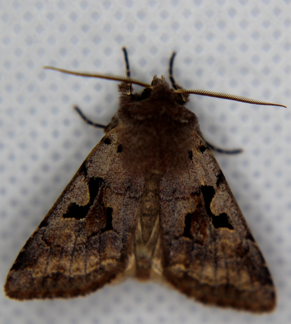 Orthosia gothica - feketefoltos barkabagoly