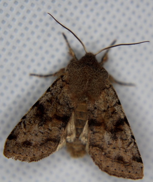 Orthosia incerta - változékony barkabagoly