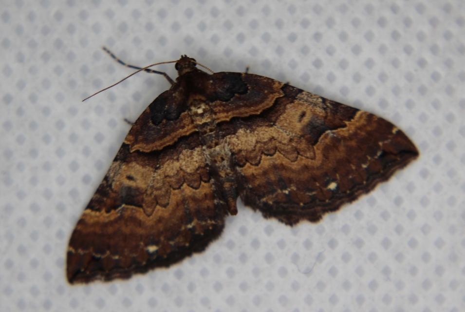 Earophila badiata - csipkerózsa-araszoló