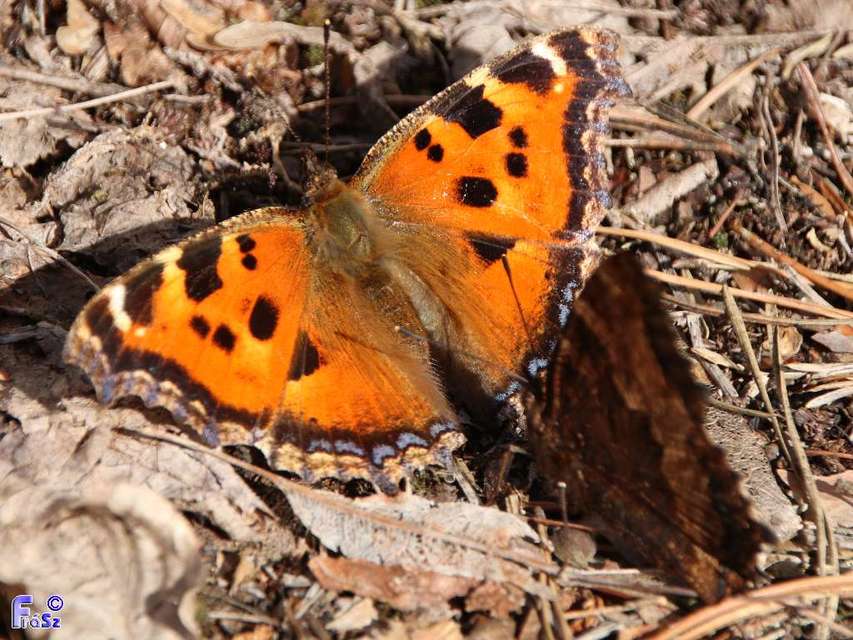 Nymphalis xanthomelas - vörös rókalepke