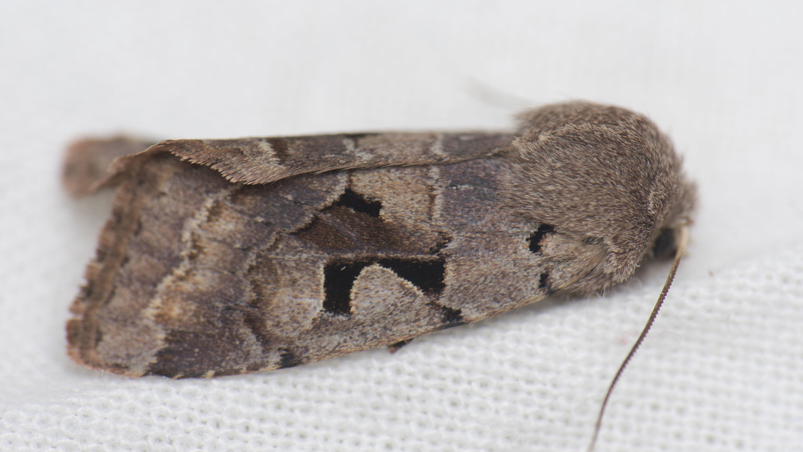 Orthosia gothica - feketefoltos barkabagoly