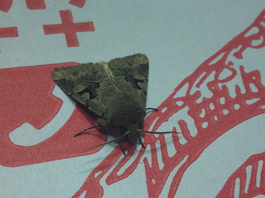 Orthosia gothica - feketefoltos barkabagoly