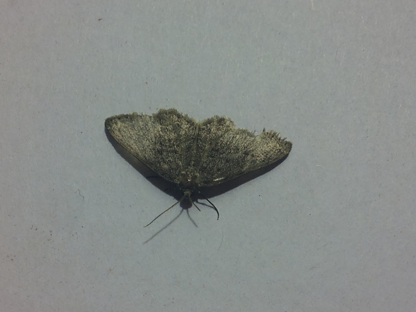 Ectropis crepuscularia - avararaszoló