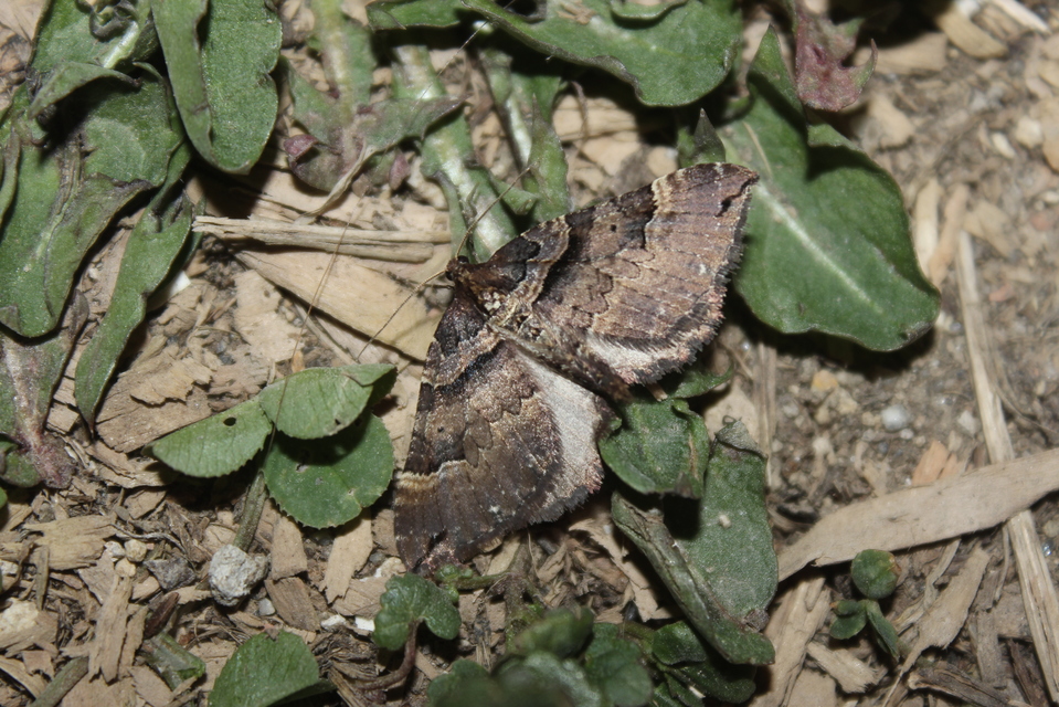 Earophila badiata - csipkerózsa-araszoló