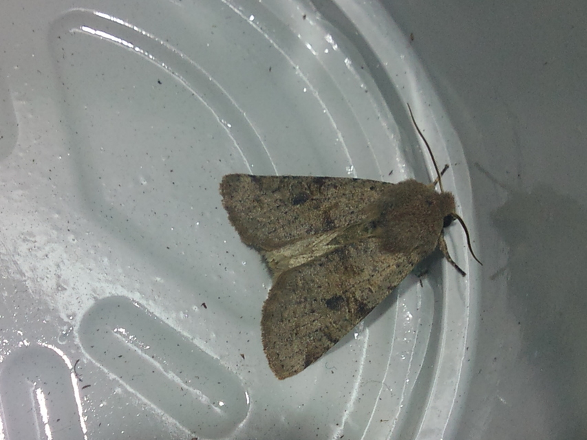 Orthosia incerta - változékony barkabagoly