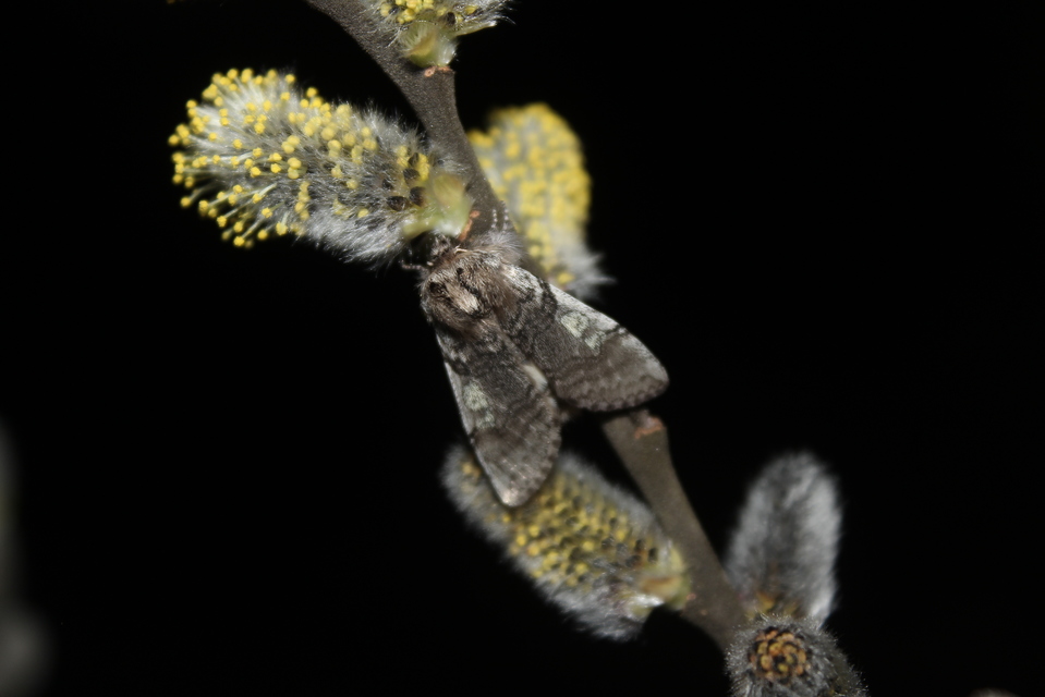 Achlya flavicornis - nyíres pihésszövő