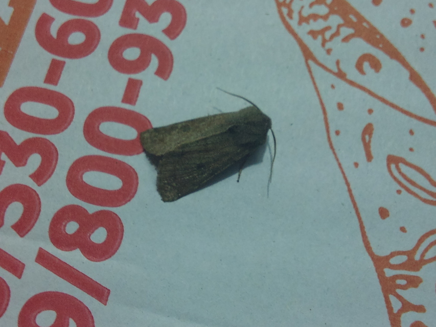 Orthosia cruda - kis barkabagoly