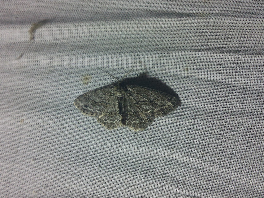 Ectropis crepuscularia - avararaszoló