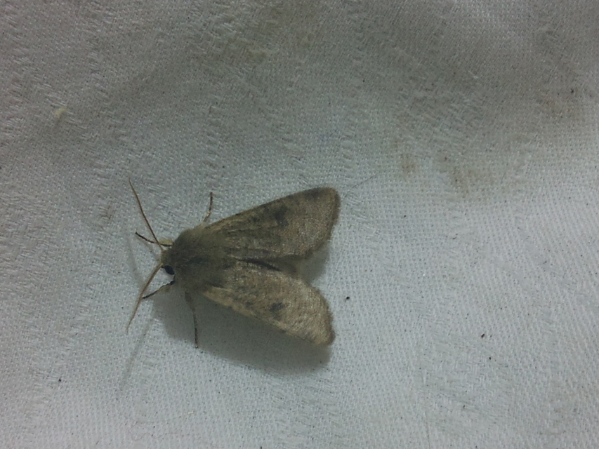 Orthosia cruda - kis barkabagoly