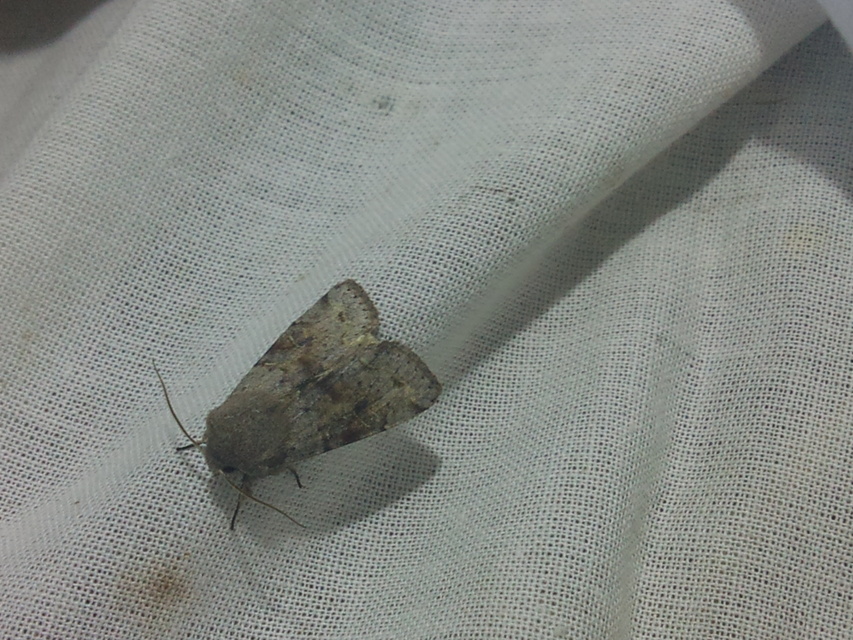 Orthosia incerta - változékony barkabagoly