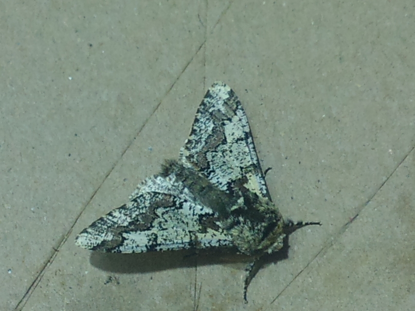 Biston strataria - barnapettyes araszoló
