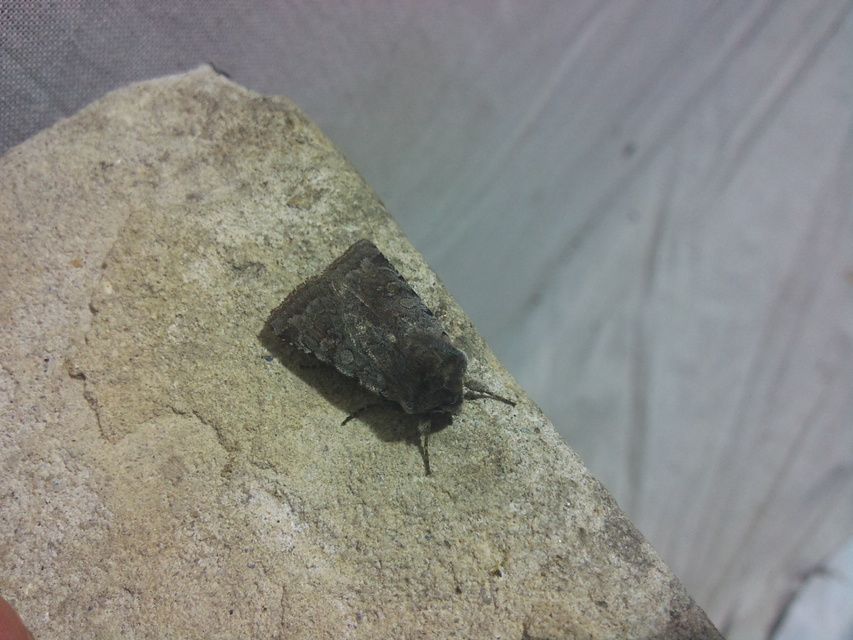 Cerastis rubricosa - vörhenyes tavaszibagoly