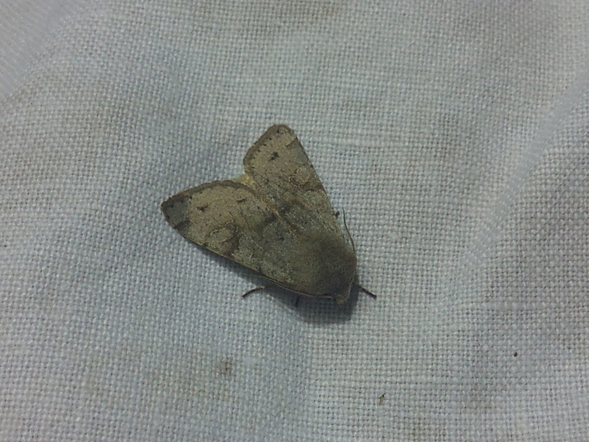 Orthosia incerta - változékony barkabagoly