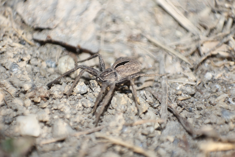 Thanatus formicinus - bársonysávos karolópók