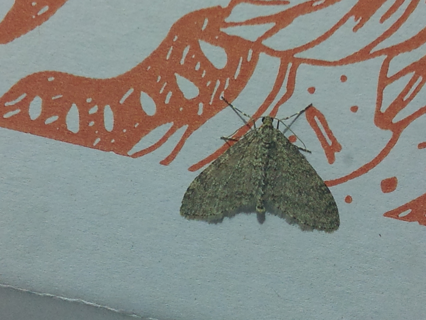 Trichopteryx carpinata - nyárfa-lebenyesaraszoló