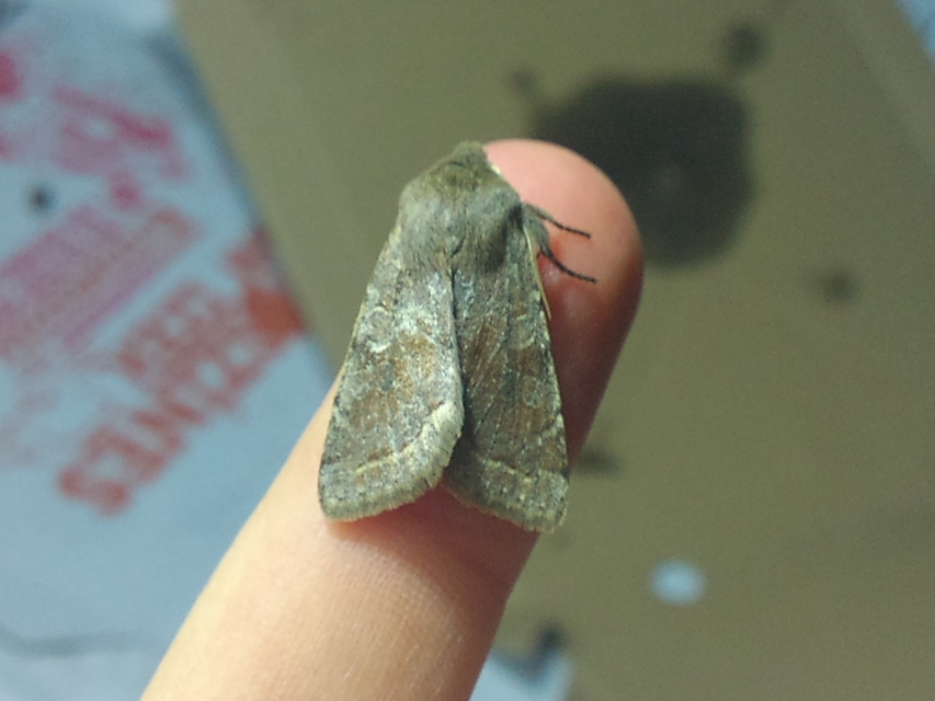 Orthosia incerta - változékony barkabagoly