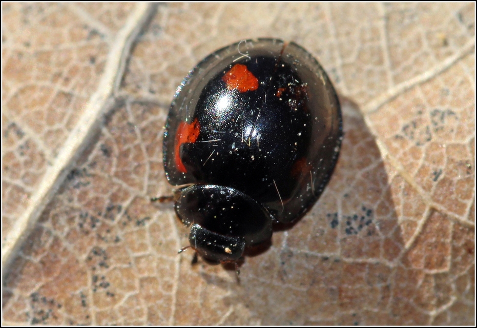 Exochomus quadripustulatus - négyfoltos szerecsenkata