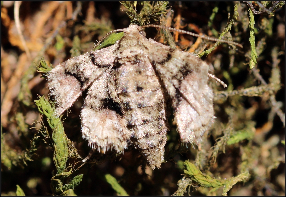 Agriopis marginaria - sárgás téliaraszoló