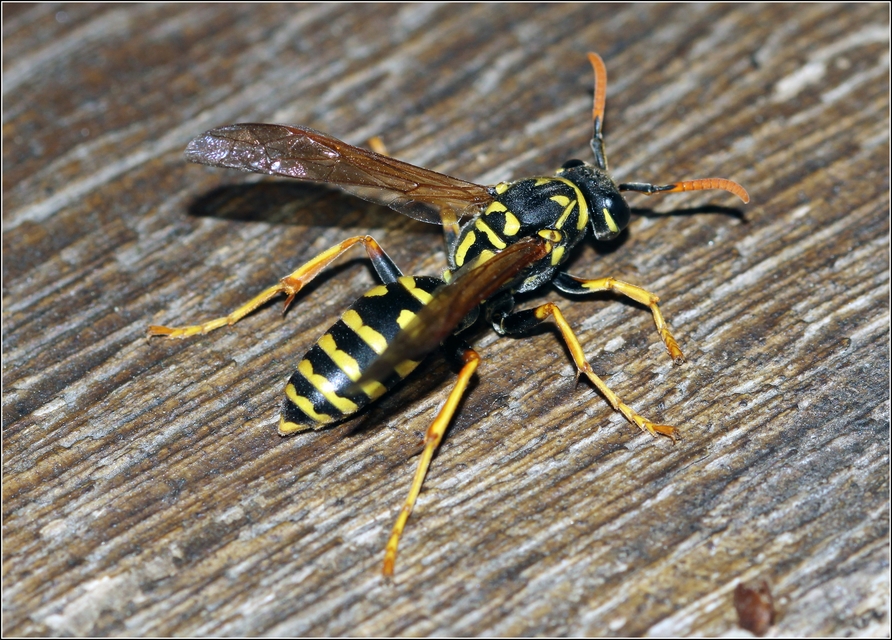Polistes dominulus - déli papírdarázs