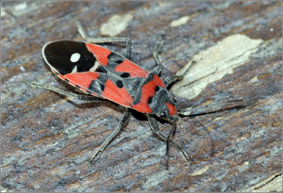 Lygaeus equestris/simulans