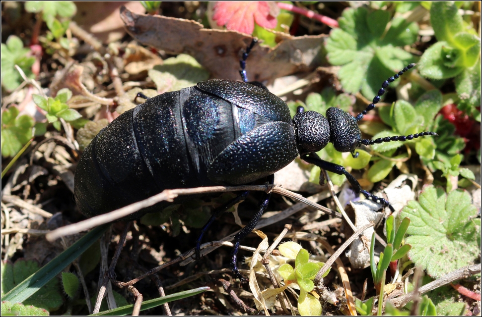 Meloe proscarabaeus - közönséges nünüke