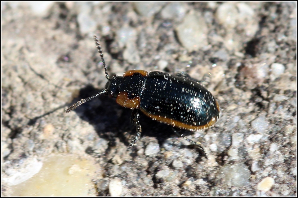 Prasocuris marginella - szegélyes boglárkalevelész