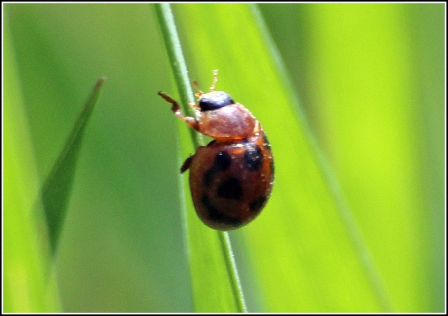 Cynegetis impunctata - pázsitfűböde