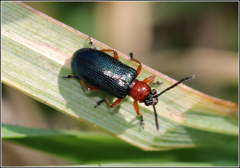 Oulema melanopus/duftschmidi