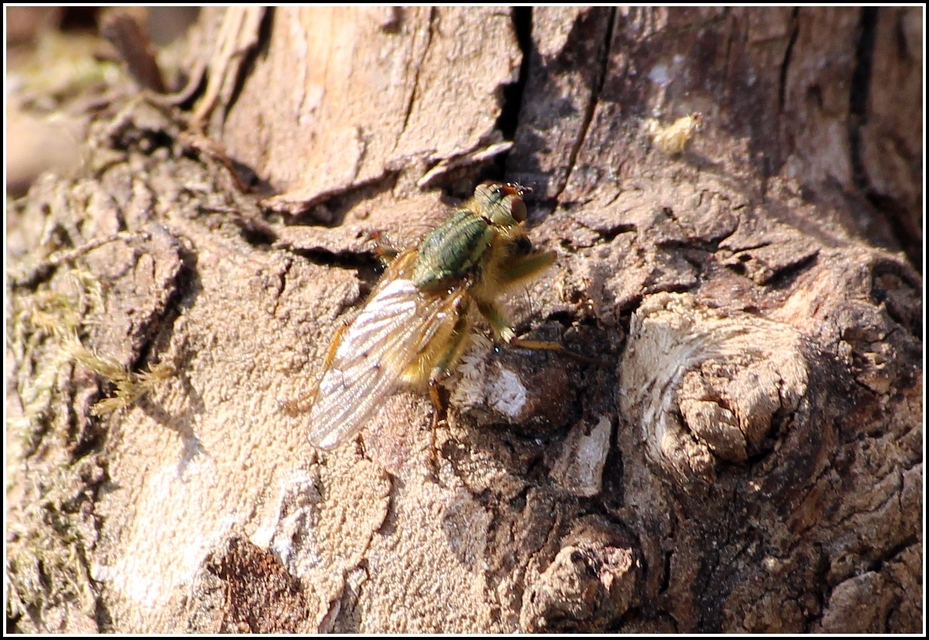 Scathophaga stercoraria - közönséges trágyalégy
