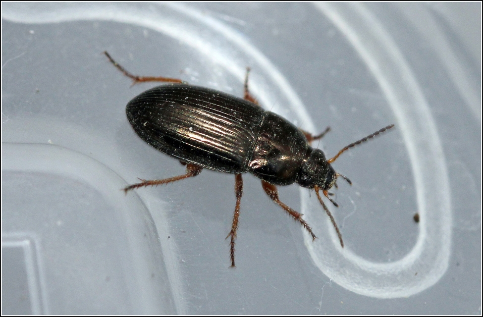 Amara anthobia - réti közfutó Amara anthobia - réti közfutó