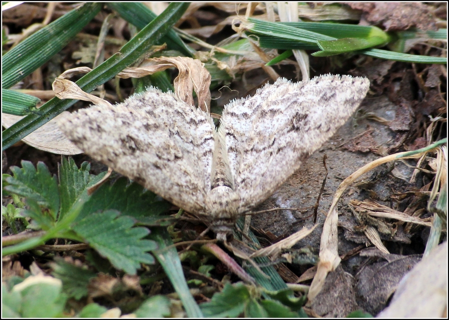 Ectropis crepuscularia - avararaszoló