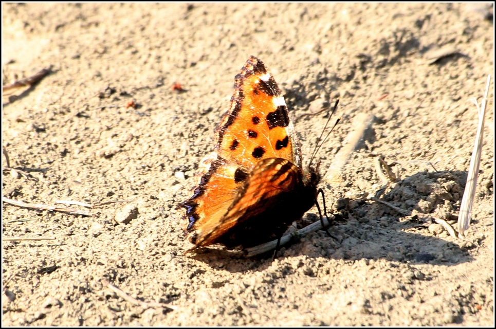 Nymphalis polychloros - nagy rókalepke