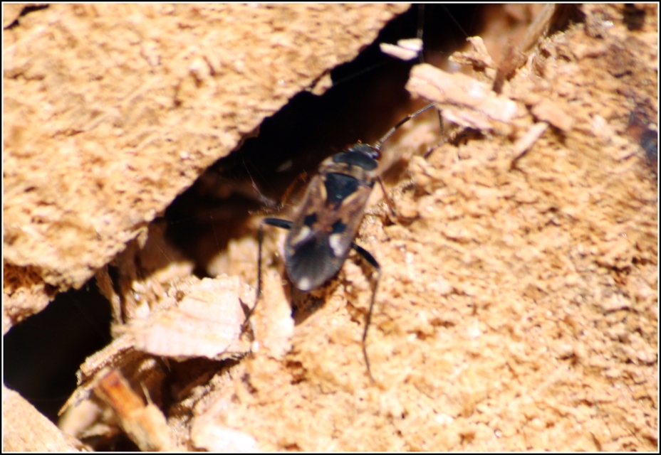 Rhyparochromus vulgaris - közönséges díszesbodobács