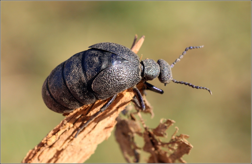 Meloe proscarabaeus - közönséges nünüke