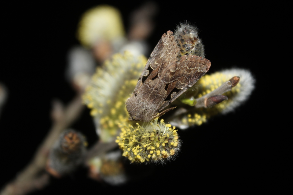 Orthosia gothica - feketefoltos barkabagoly