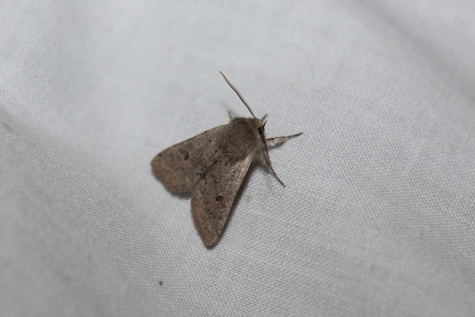 Orthosia cruda - kis barkabagoly