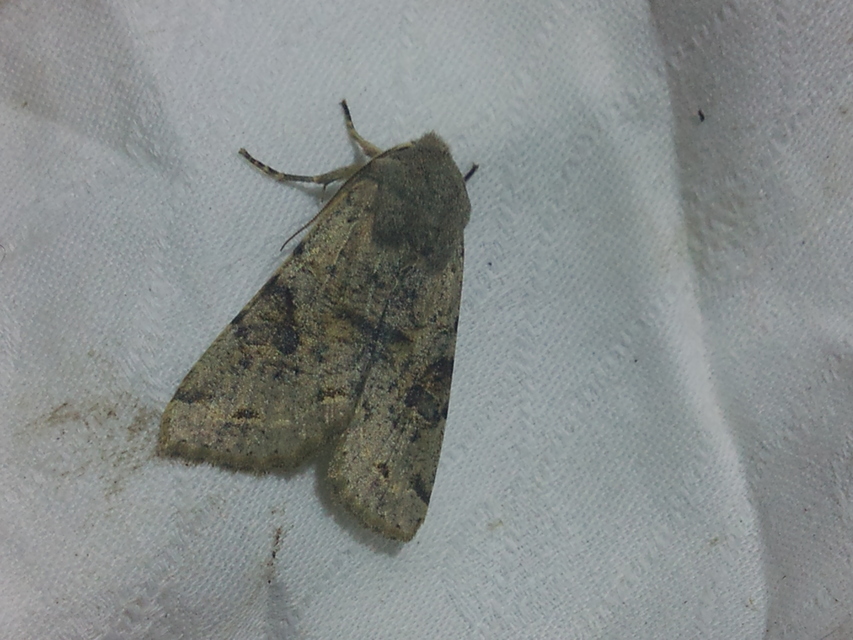 Orthosia incerta - változékony barkabagoly