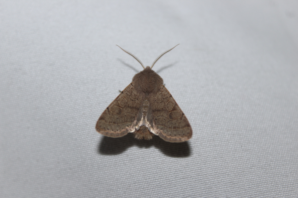 Orthosia cerasi - közepes barkabagoly
